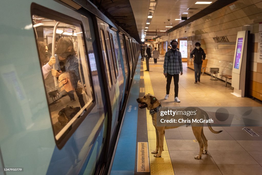 Istanbul's Commuter Street Dog, Boji, Becomes Internet Sensation