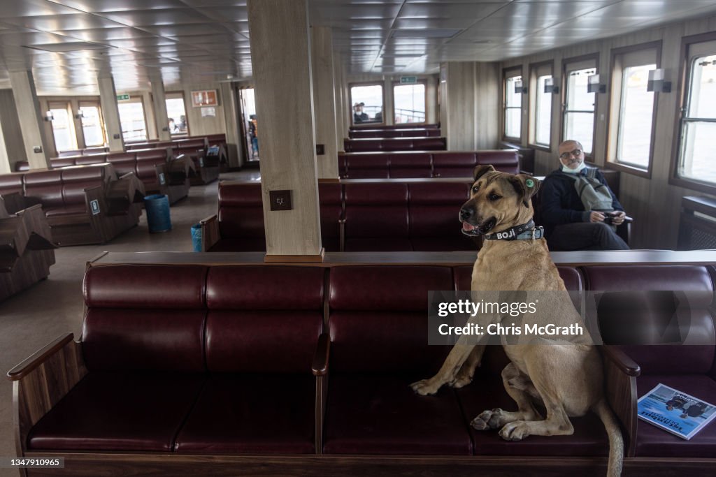 Istanbul's Commuter Street Dog, Boji, Becomes Internet Sensation