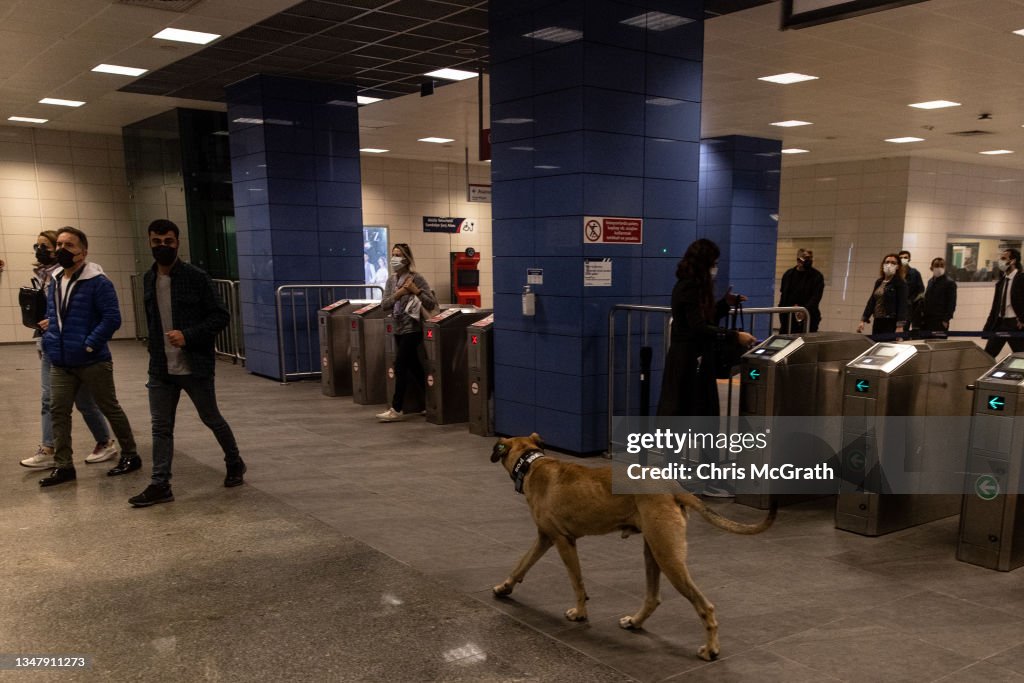 Istanbul's Commuter Street Dog, Boji, Becomes Internet Sensation