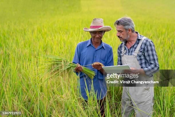 two farmer checking wheat at field rice - digital farming stock pictures, royalty-free photos & images