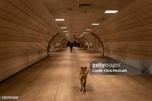 Boji, an Istanbul street dog walks through a subway station to catch a train on October 21, 2021 in Istanbul, Turkey. Boji, is a regular Istanbul...