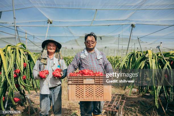 asian farmers in dragon fruit plantations, farmers picking produce - asian food stock pictures, royalty-free photos & images