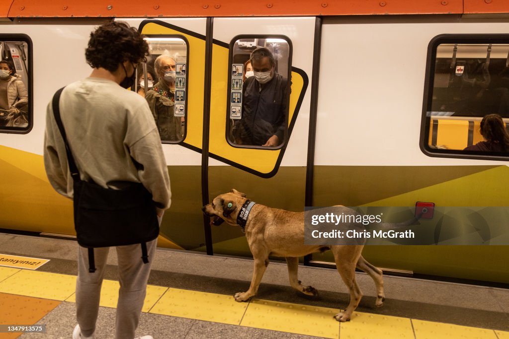 Istanbul's Commuter Street Dog, Boji, Becomes Internet Sensation