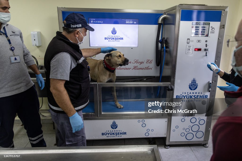 Istanbul's Commuter Street Dog, Boji, Becomes Internet Sensation