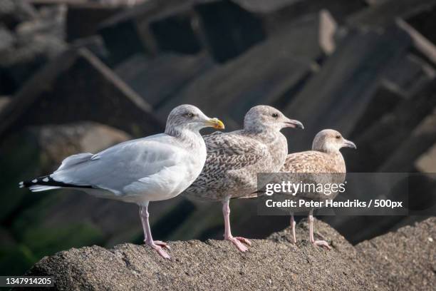 close-up of birds perching on rock,zuidelijke havendam,i jmuiden,netherlands - seagull stockfoto's en -beelden