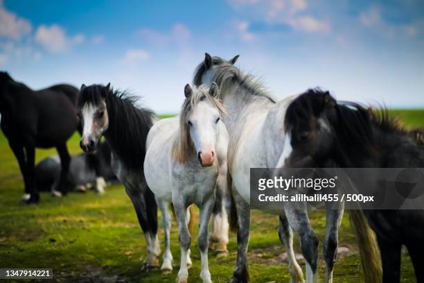 portrait of horses standing on field - föl bildbanksfoton och bilder
