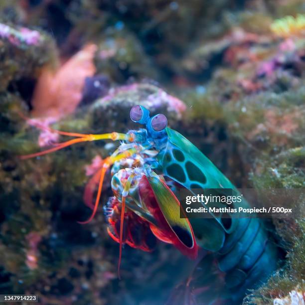 close-up of fish swimming in sea,hannover,germany - mantis shrimp stock pictures, royalty-free photos & images