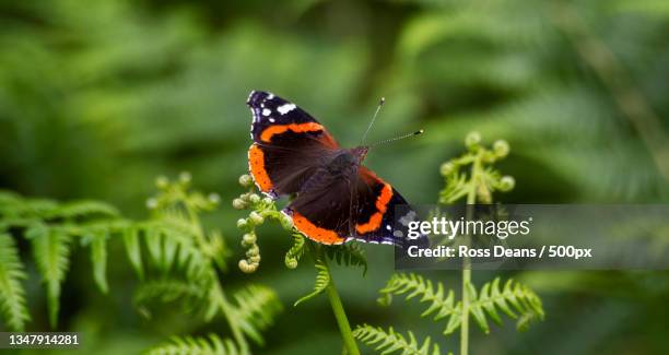 close-up of butterfly pollinating on flower,united kingdom,uk - vanessa atalanta stock pictures, royalty-free photos & images