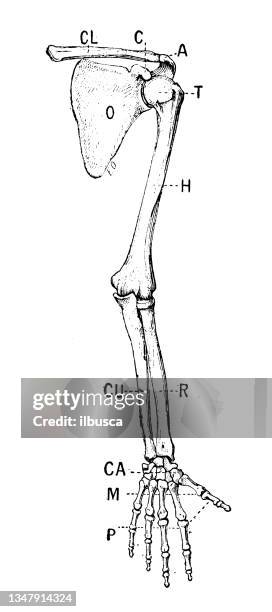 2 242点の手の骨イラスト素材 Getty Images 2 242点の手の骨イラスト素材 Getty Images
