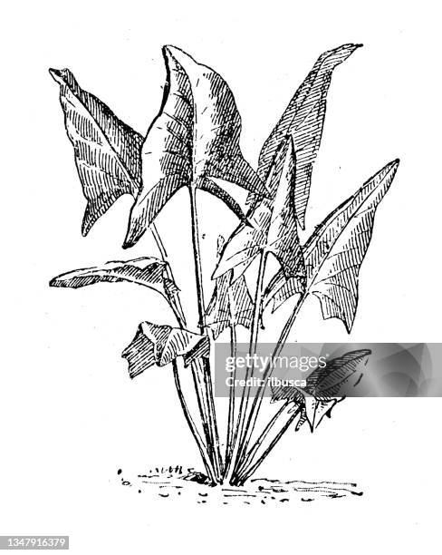 antique illustration: spinach - spinach stock illustrations