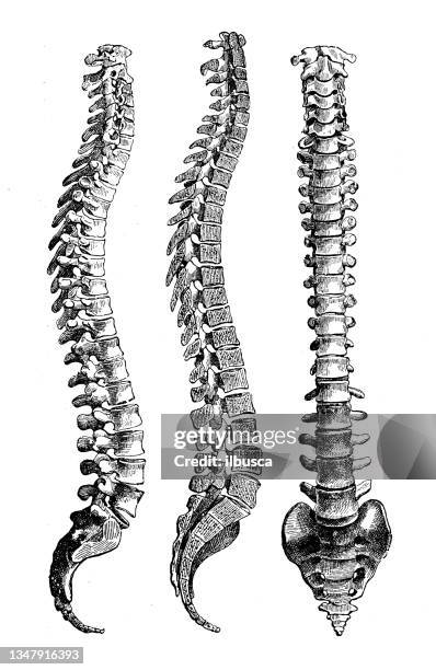 antique illustration: spine - spinal column stock illustrations