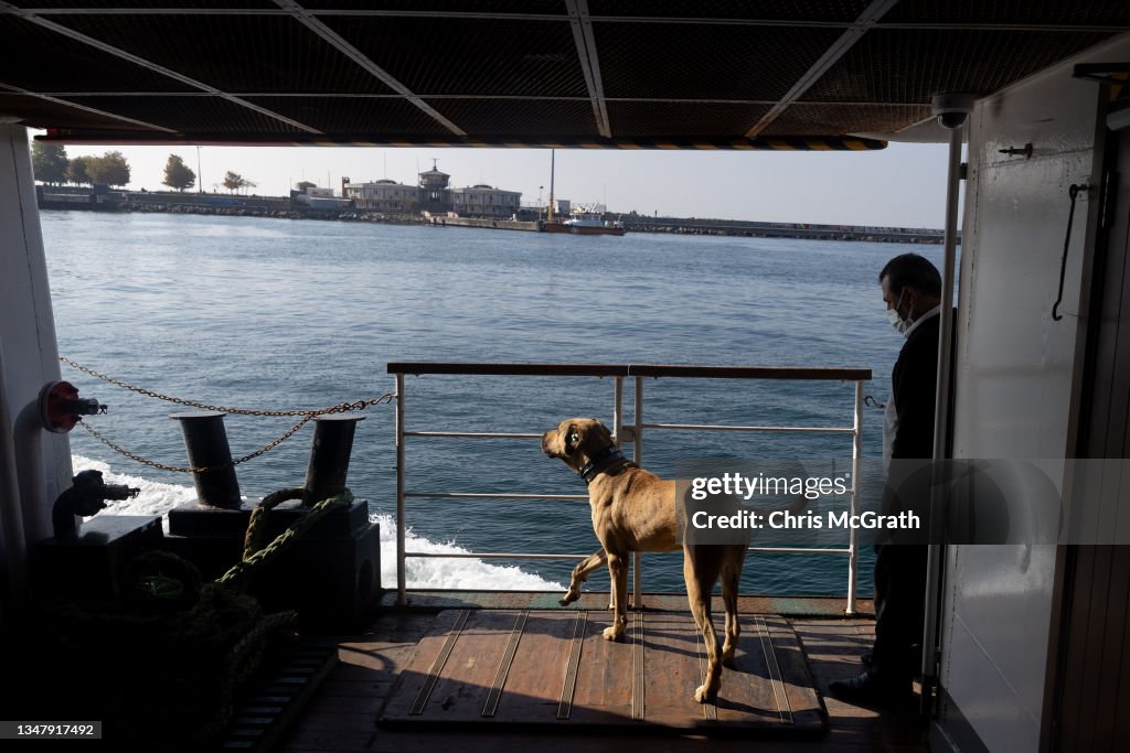 Istanbul's Commuter Street Dog, Boji, Becomes Internet Sensation