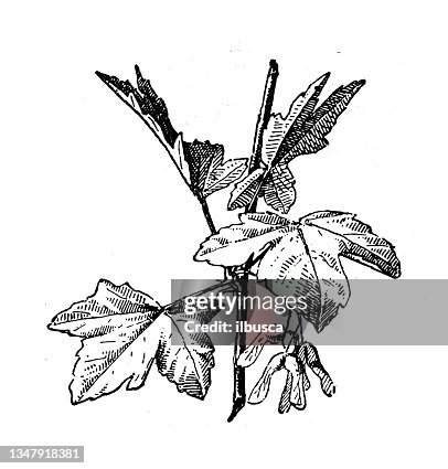 Antique illustration: maple Antique illustration: maple