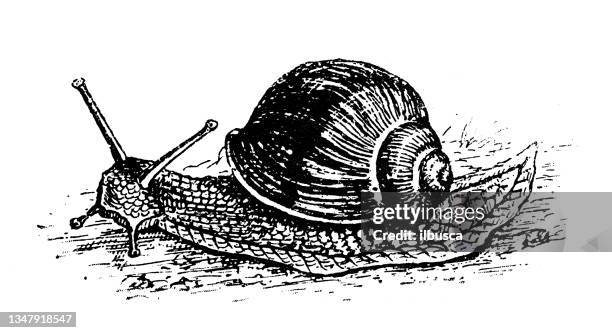 antique illustration: snail - escargot stock illustrations