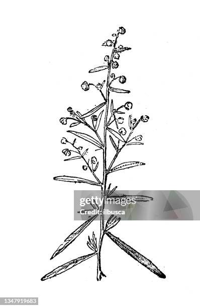 stockillustraties, clipart, cartoons en iconen met antique illustration: tarragon - dragon