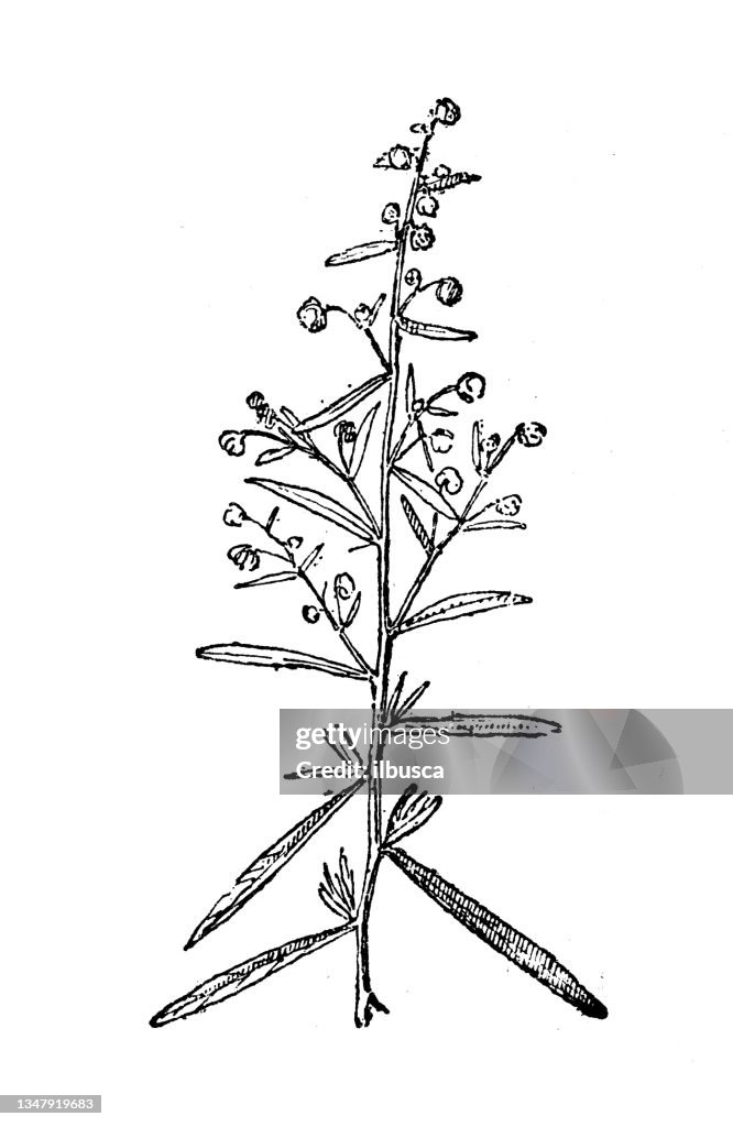 Antique illustration: Tarragon