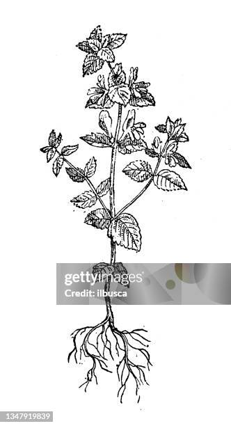 antique illustration: euphrasia, or eyebright - euphrasia officinalis stock illustrations