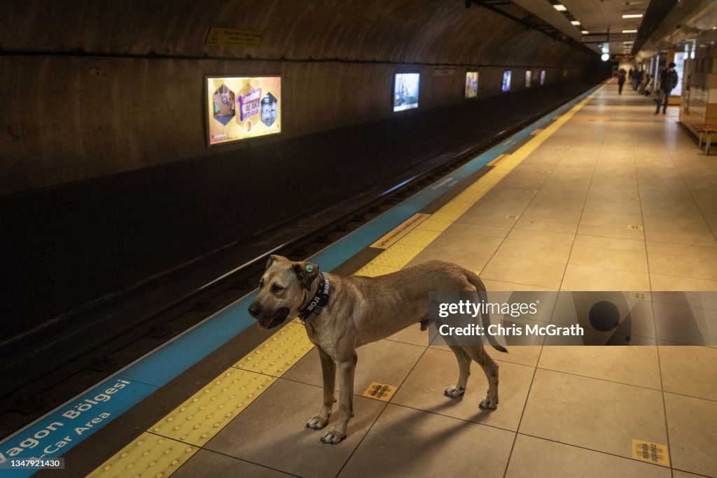 Istanbul's Commuter Street Dog, Boji, Becomes Internet Sensation