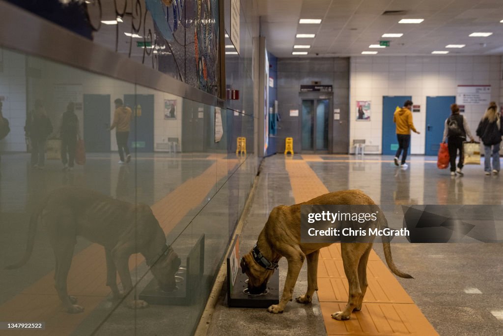 Istanbul's Commuter Street Dog, Boji, Becomes Internet Sensation