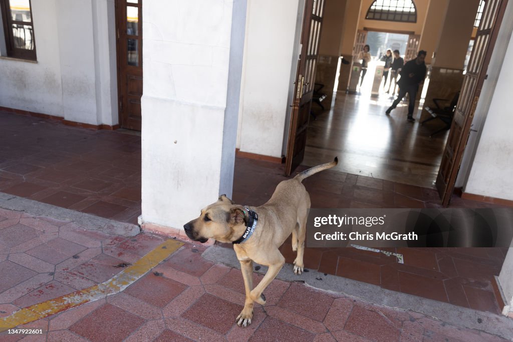 Istanbul's Commuter Street Dog, Boji, Becomes Internet Sensation