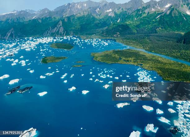 bear glacier lake - grey glacier stock pictures, royalty-free photos & images