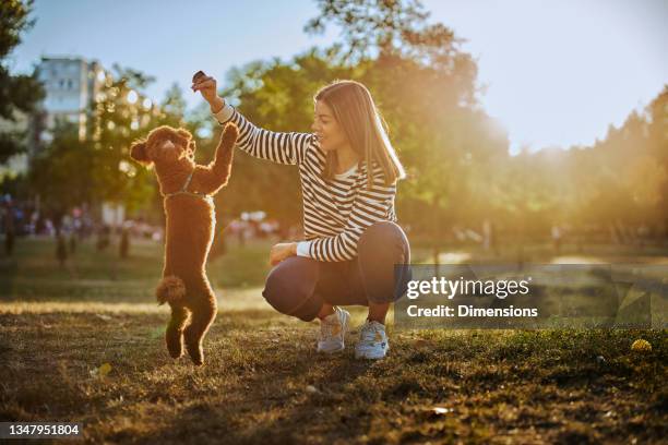 golden poodle in the park playing with owner - brown poodle stockfoto's en -beelden