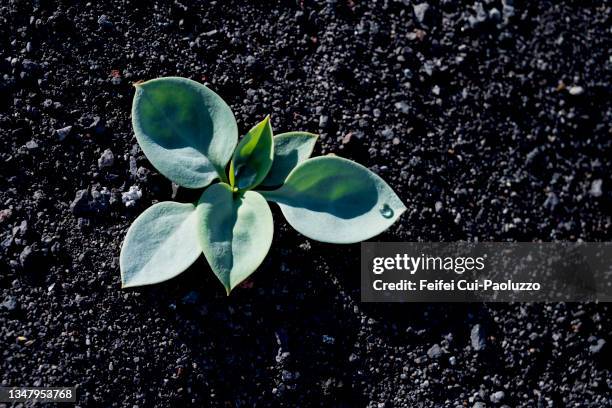 wild plant on the volcanic soils at heimaey island - lava plain stock pictures, royalty-free photos & images