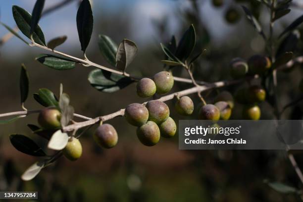 Olives grow on the trees as they are about to be harvested for the first time in years at Azienda Agricola Vergari on October 21, 2021 in the...