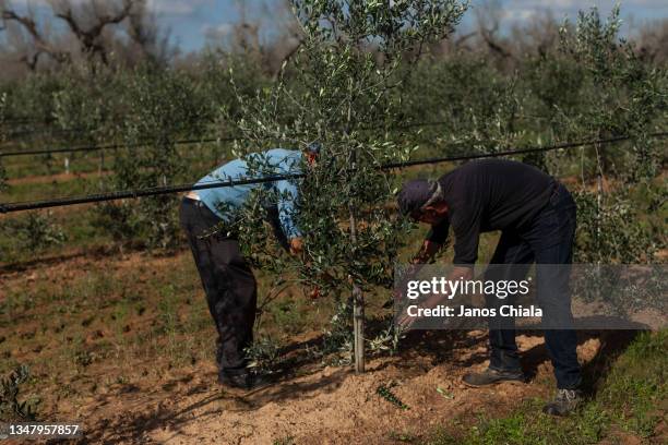 Olives are harvested for the first time in years at Azienda Agricola Vergari on October 21, 2021 in the countryside of Supersano, Italy. Like almost...