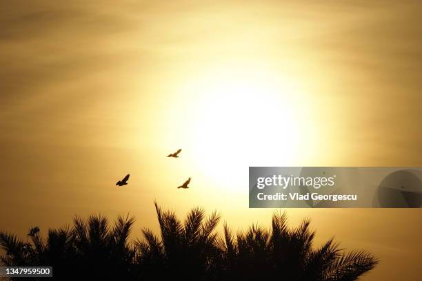 out of the  light - arizona bird fotografías e imágenes de stock