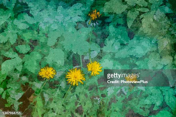 painterly photograph: dandelions and leaves - dandelion leaf stock pictures, royalty-free photos & images