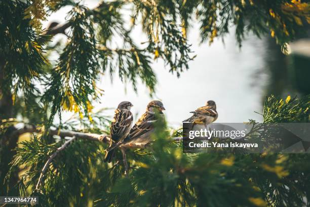 small cute sparrows sitting on a spruce tree branch, one looking at camera - bird's nest stock-fotos und bilder