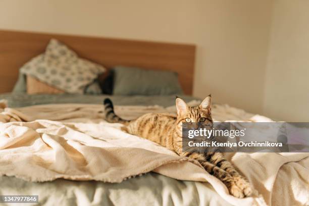 cute ginger cat lying in bed under a blanket. fluffy pet comfortably settled to sleep. cozy home background with funny pet. - cat hiding under bed - fotografias e filmes do acervo