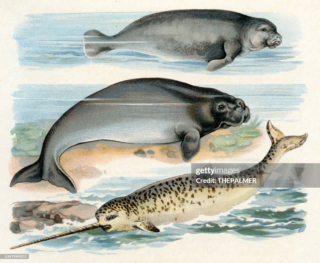 Narwhal, manatee, dugong illustration 1899