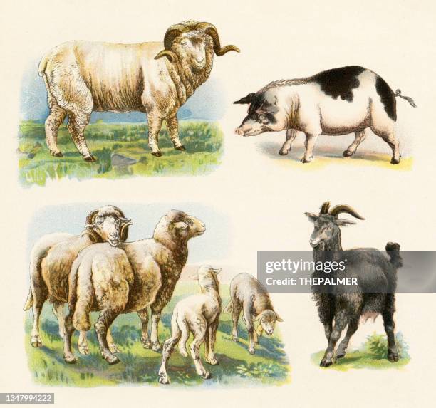 sheeps swine goat illustration 1899 - domestic pig stock illustrations