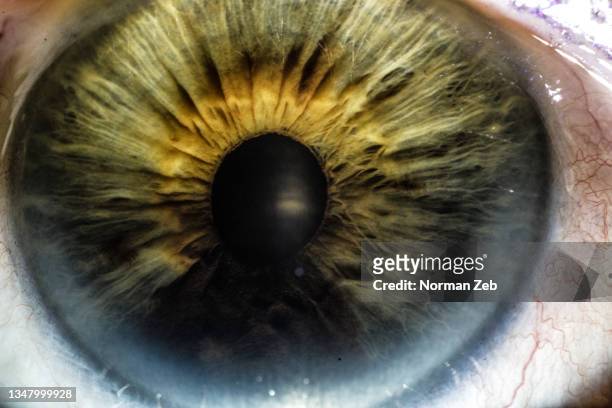 anatomy of an eye 3 - 毛細血管 ストックフォトと画像