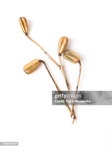 dry flowers isolated on a white background - dry branch stock pictures, royalty-free photos & images