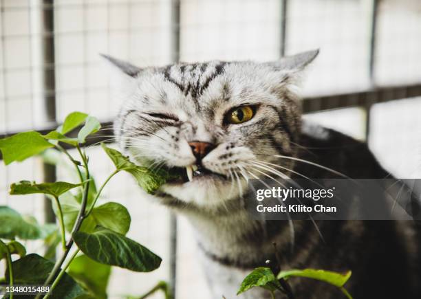 american shorthair cat biting houseplant - cheeky stock-fotos und bilder