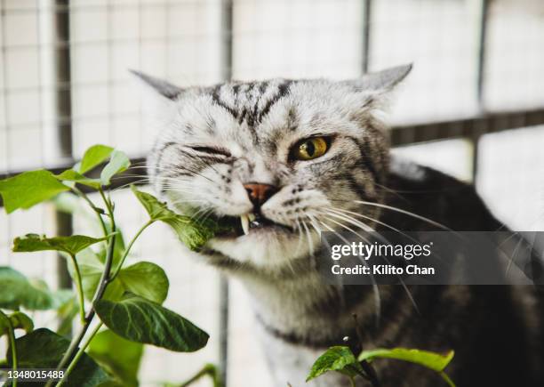 american shorthair cat biting houseplant - planta de interior fotografías e imágenes de stock