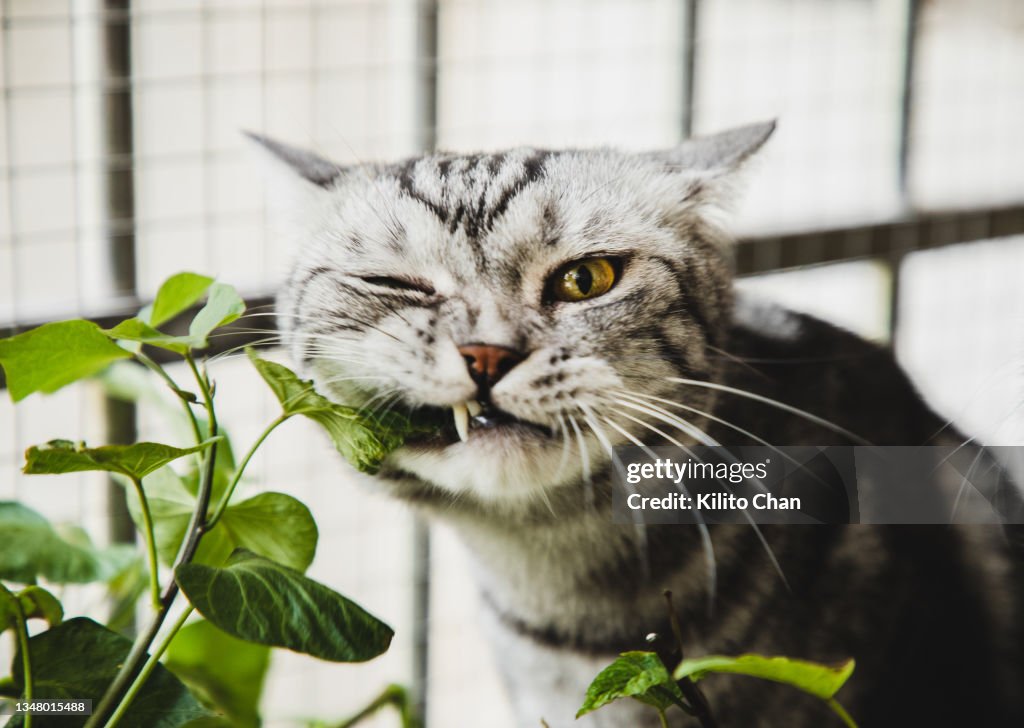 American shorthair cat biting houseplant