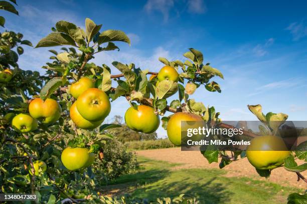 apple,  bramley  fruit on tree. kent. england. u.k. - ashford kent ストックフォトと画像