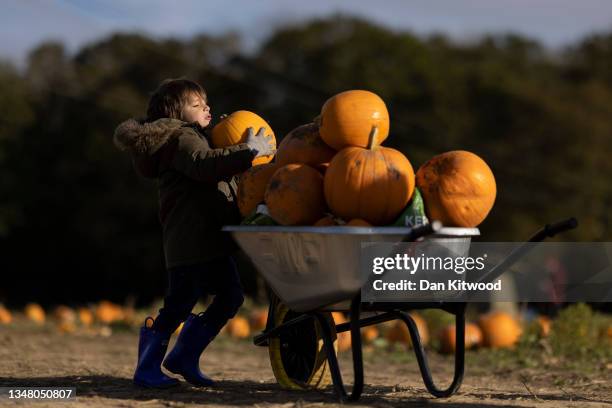 Young lad fills up his wheelbarrow with pumpkins at Tulleys farm on October 22, 2021 in Crawley, England. Tulleys Farm's annual 'Pick Your Own...