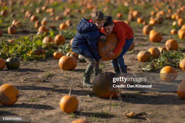Young lads grapple with a large pumpkin at Tulleys farm on October 22, 2021 in Crawley, England. Tulleys Farm's annual 'Pick Your Own Pumpkins' event...