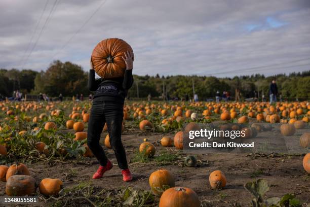 Young lad attempts to heave a heavy pumpkin above his head at Tulleys farm on October 22, 2021 in Crawley, England. Tulleys Farm's annual 'Pick Your...