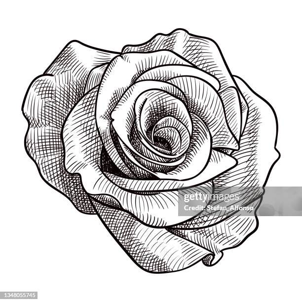 vector drawing of a rose - rose vector stock illustrations