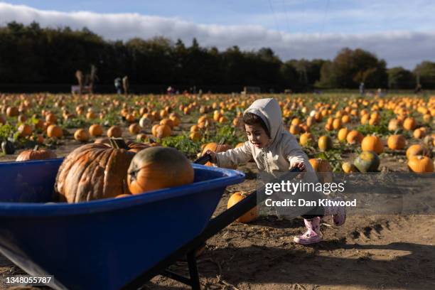 Young girl attempts to push a wheelbarrow full of pumpkins at Tulleys farm on October 22, 2021 in Crawley, England. Tulleys Farm's annual 'Pick Your...