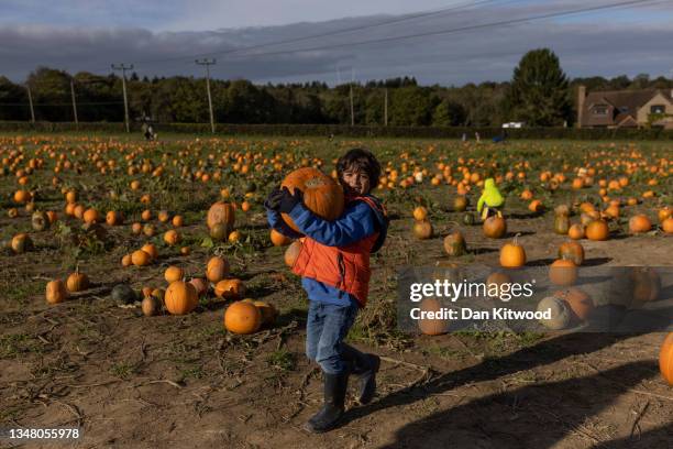 Young lad attempts to heave a heavy pumpkin to his wheelbarrow at Tulleys farm on October 22, 2021 in Crawley, England. Tulleys Farm's annual 'Pick...