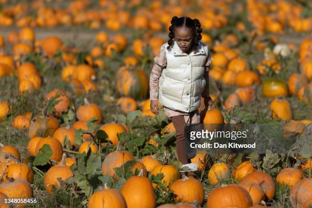 Young girl carries a pumpkin to her wheelbarrow at Tulleys farm on October 22, 2021 in Crawley, England. Tulleys Farm's annual 'Pick Your Own...