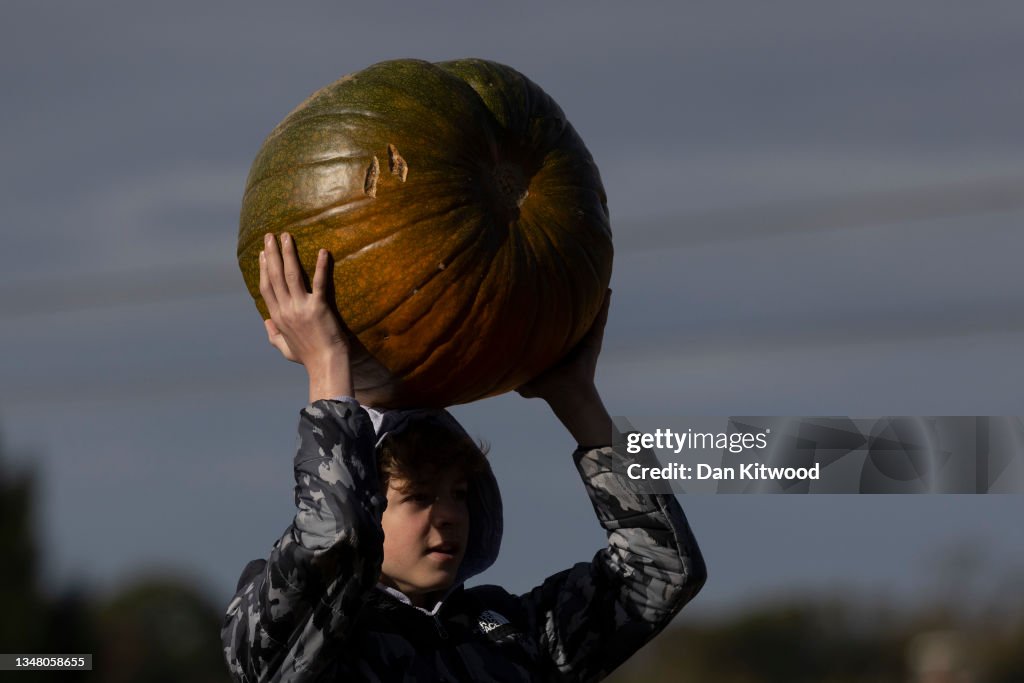 Pumpkin Pickers Visit Tulleys Farm Ahead Of Halloween