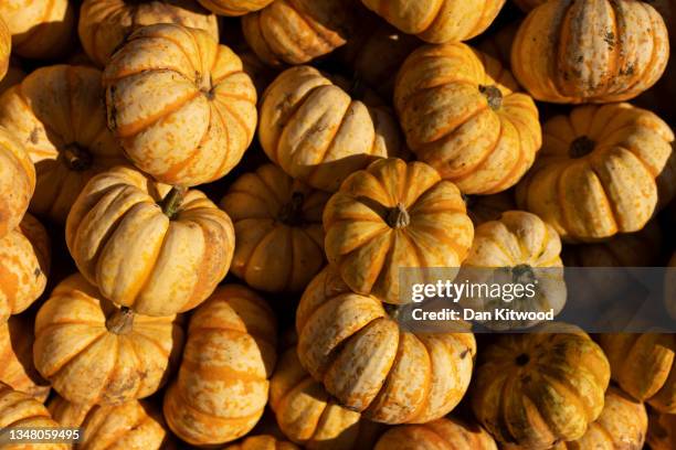 Pumpkins are stacked up at Tulleys farm on October 22, 2021 in Crawley, England. Tulleys Farm's annual 'Pick Your Own Pumpkins' event takes place...